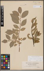 Foto von Salix caprea L. x Salix daphnoides Vill.